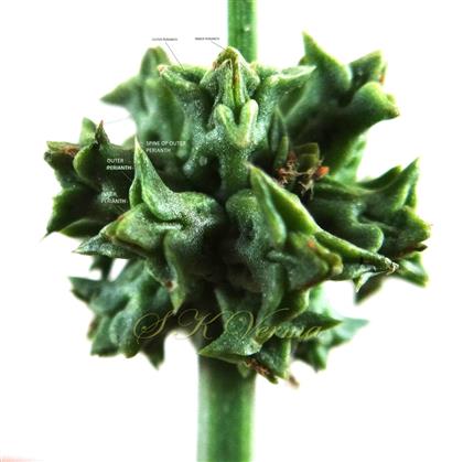  Fruiting perianths enclosing achenes